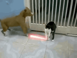 cat dog fighting lightsaber jedi