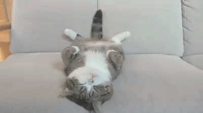 Cat Nap GIF