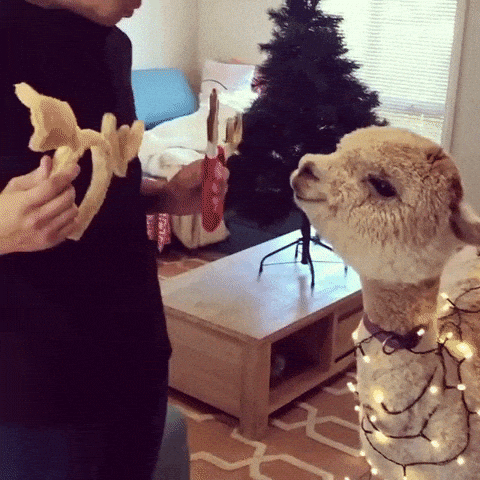 Christmas boi in funny gifs