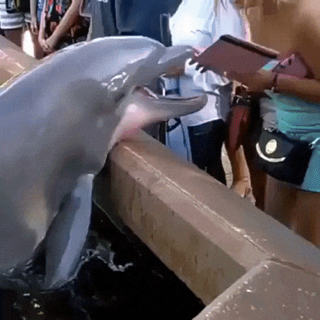 Dolphin want Dolphin take in funny gifs