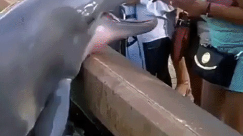 Dolphin want Dolphin take