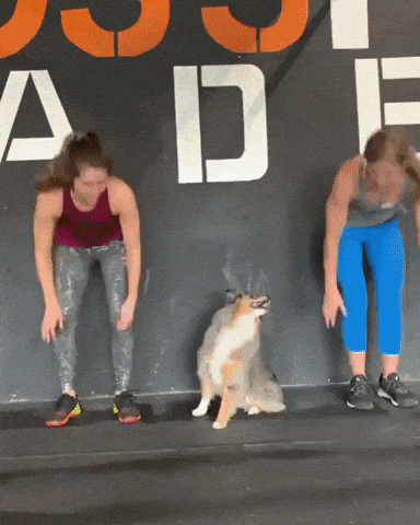 How To Do Crossfit Beginners Guide Fitness | Rough Collie Doggo Wall Stands with Two Hooman
