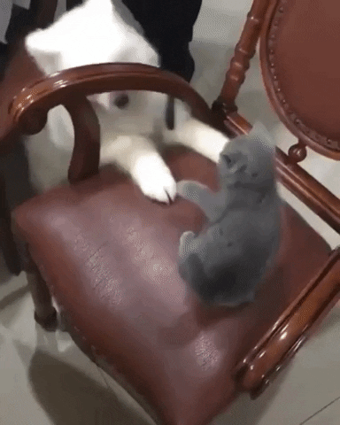 23 Cute Animal GIFs That Are Too Cute To Miss