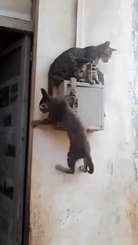 giphy.gif