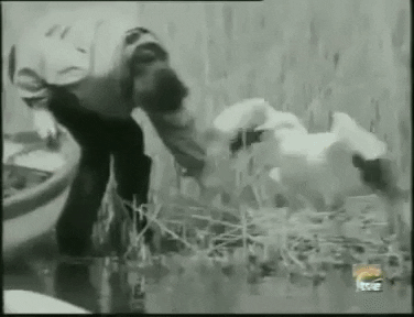 Animated GIF - Find & Share on GIPHY