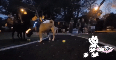 GIF animado