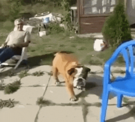 Life is hard in dog gifs