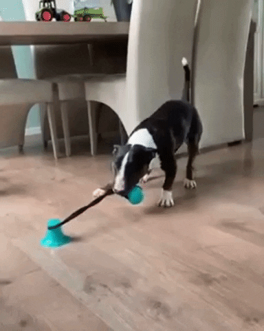 dog toy that sticks to floor