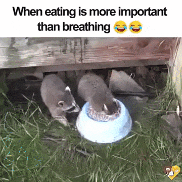 When eating is more important than breathing in animals gifs