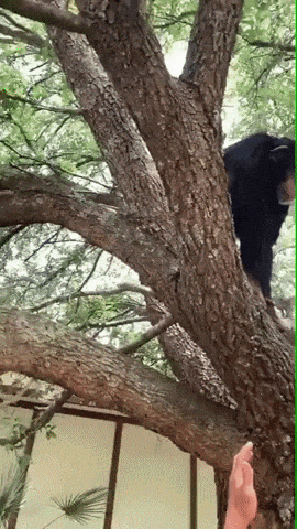Helping a friend getting up on tree in funny gifs