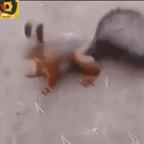 Squirrel Dance in funny gifs