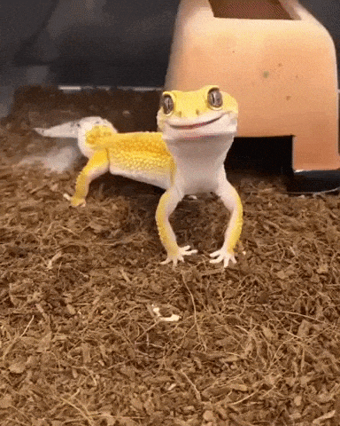 Happiest gecko ever in funny gifs