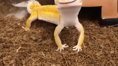 Happiest gecko ever