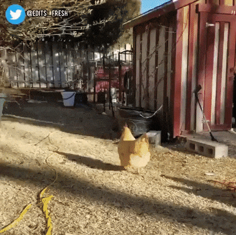 Ok rooster in funny gifs
