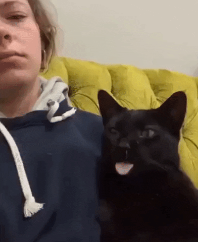 Sneeze of the year in cat gifs