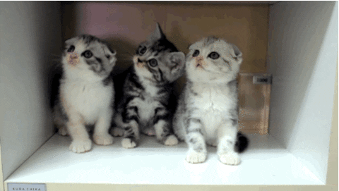 Cute Kitten GIFs - Find & Share on GIPHY