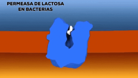 Permeasa De Lactosa GIF - Find & Share on GIPHY