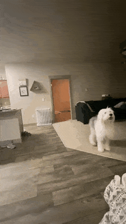 Where is hooman in dog gifs