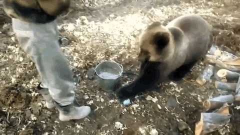 GIF of a brown bear stealing a can blue can of food from a job site and running away.