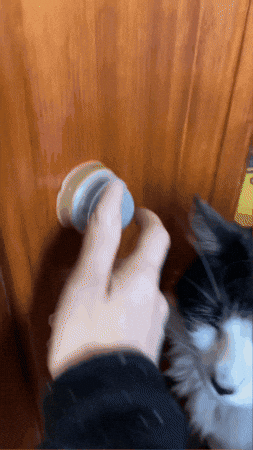 Catnip de Menta Gatuna