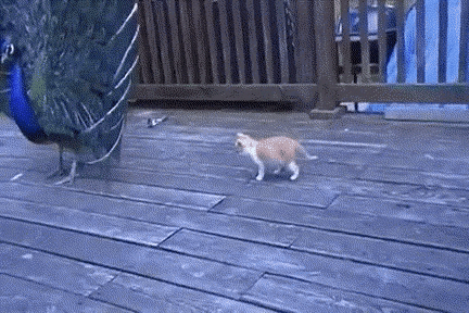 Catto playing with peacock in cat gifs