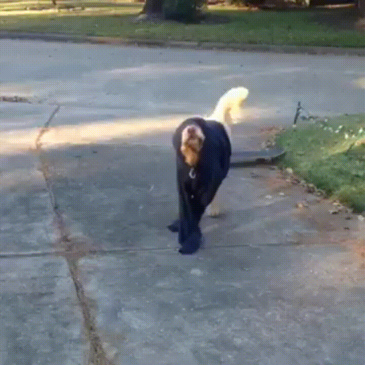 Dog Street GIF - Find & Share on GIPHY