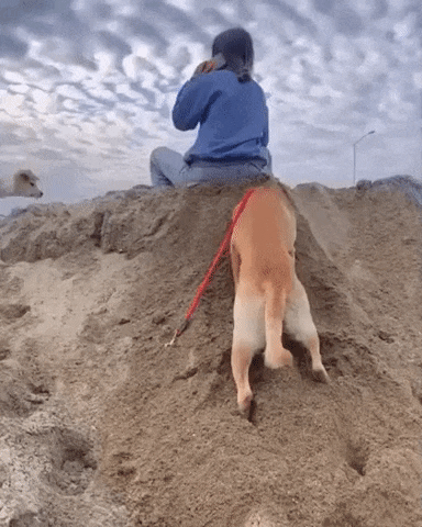 Doggo knew what he is doing in dog gifs