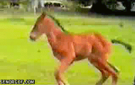 Animal Fail GIF by Cheezburger - Find & Share on GIPHY