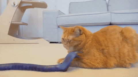 Serpente giocattolo per gatti | DroppyPet