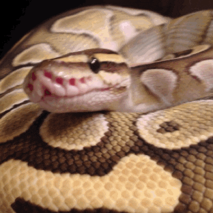 Pet Snake GIF
