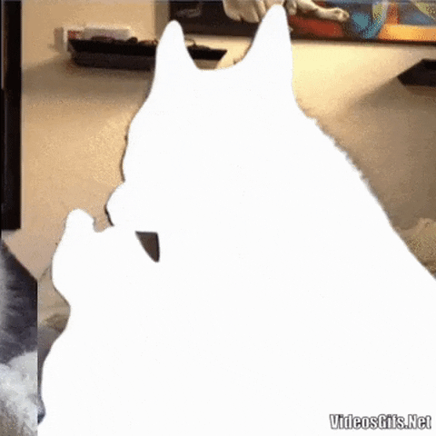 Good boi with catto in gifgame gifs