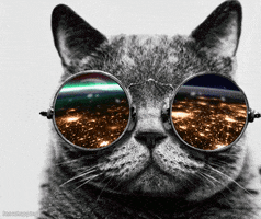 cat wearing round sunglasses