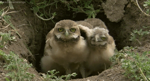 Burrowing Owl GIF by Head Like an Orange - Find & Share on GIPHY