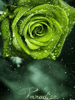 Phone Gif Find Share On Giphy