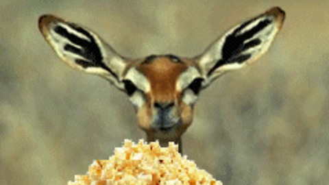 Deer Popcorn GIF - Find & Share on GIPHY