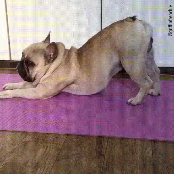 Dog stretch gif