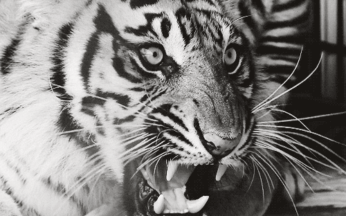 tiger clipart gif - photo #6
