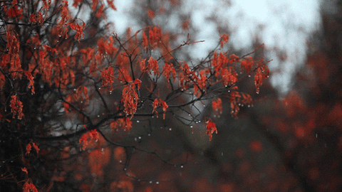Red Leaves GIFs - Find & Share on GIPHY
