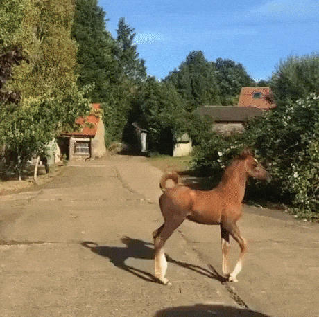 One happy horse in animals gifs