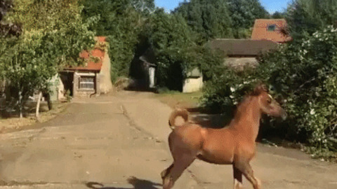 One happy horse
