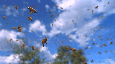 Risultati immagini per gif bees