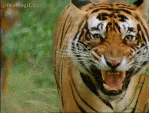Image result for tiger roaring gif