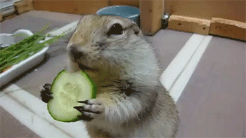 Image result for cucumber GIF