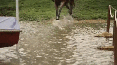 Water Horse GIFs - Get the best GIF on GIPHY