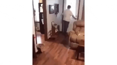 The reaction of dog after seeing the owner