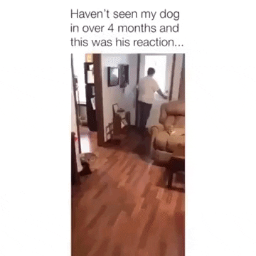 The reaction of dog after seeing the owner in dog gifs