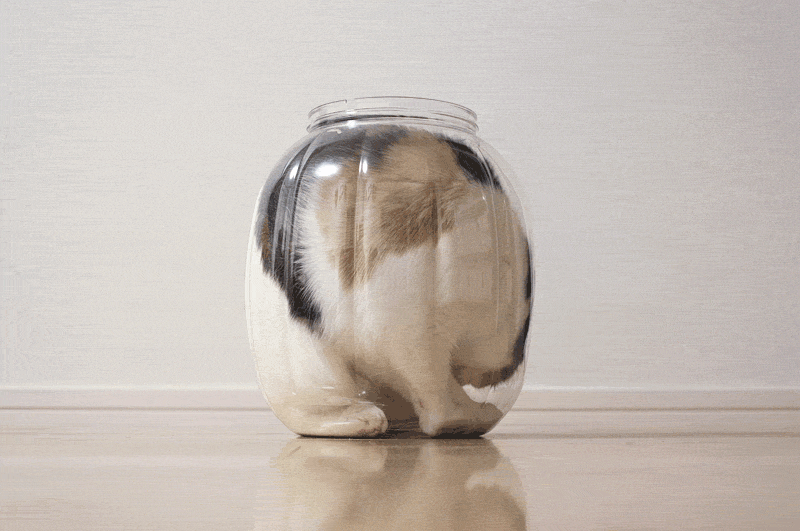 Открыток конце, живая открытка кошка в банке
