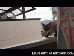 Balcon GIF - Find & Share on GIPHY