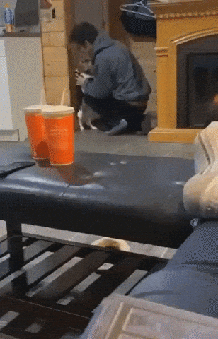 Dude has figured out life in funny gifs