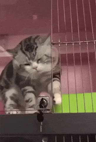 Agent Kitto purrfect escape in cat gifs